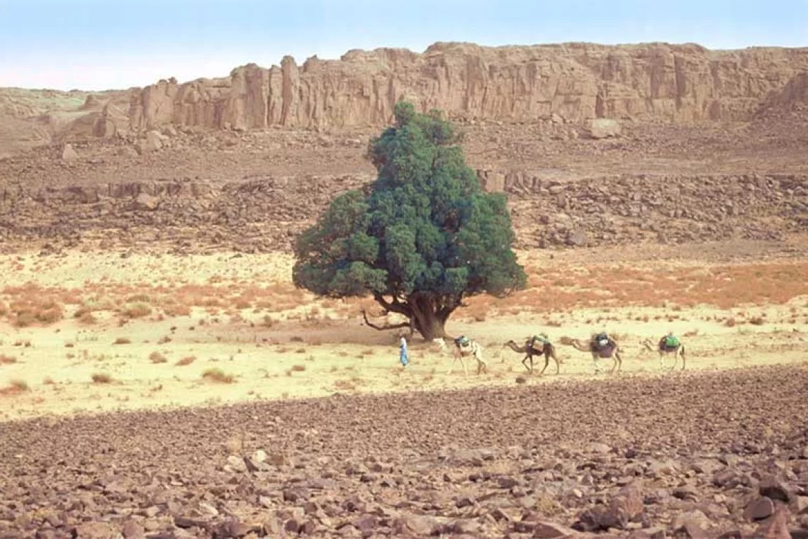 S.O.S. Tarout - per la tutela degli ultimi Cipressi millenari del Sahara